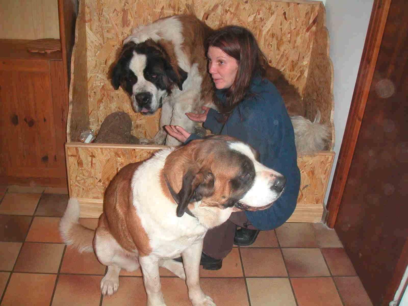 chiens